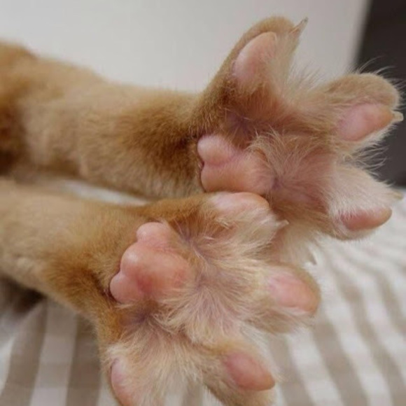 therobdogs